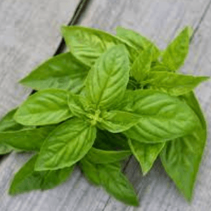 BOUQUET BASILIC -